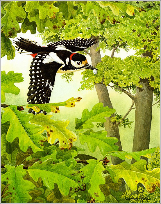 Great Spotted Woodpecker. Norman Arlott