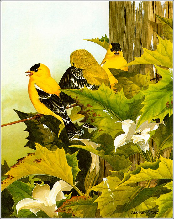 American Goldfinch. Norman Arlott