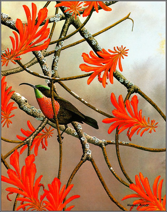 Scarlet Chested Sunbird. Norman Arlott