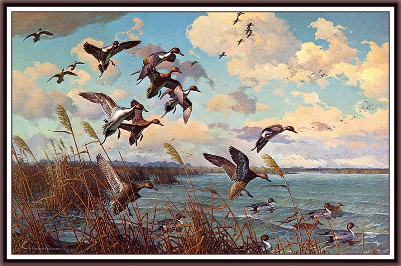 The Windy Cove- Pintails. Harry C Adamson