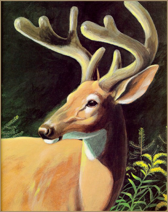 Deer. Jim Arnosky
