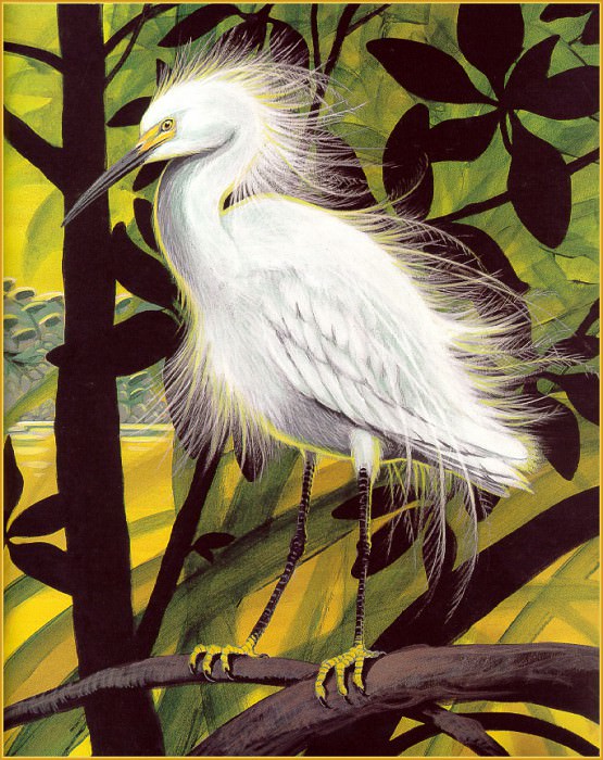 Snowy Egret. Jim Arnosky