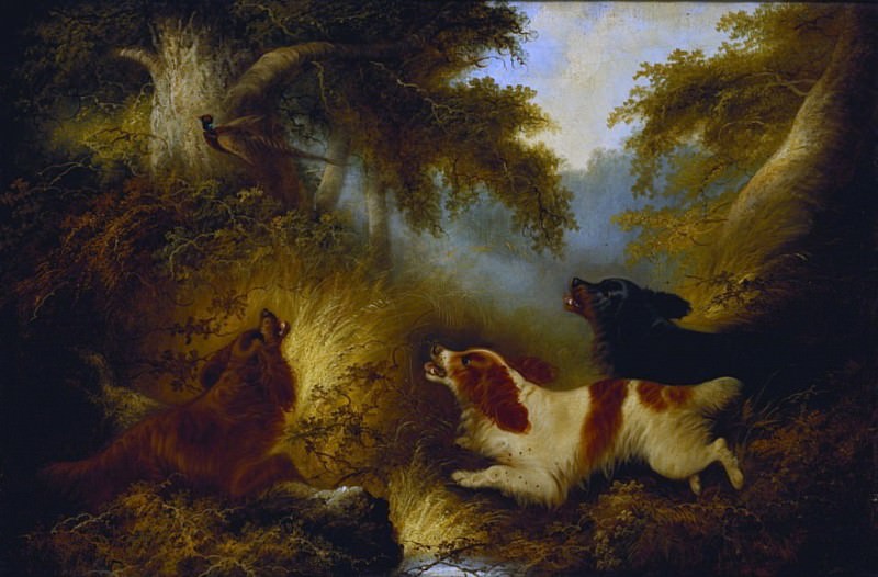 Spaniels putting up a Pheasant. George Armfield