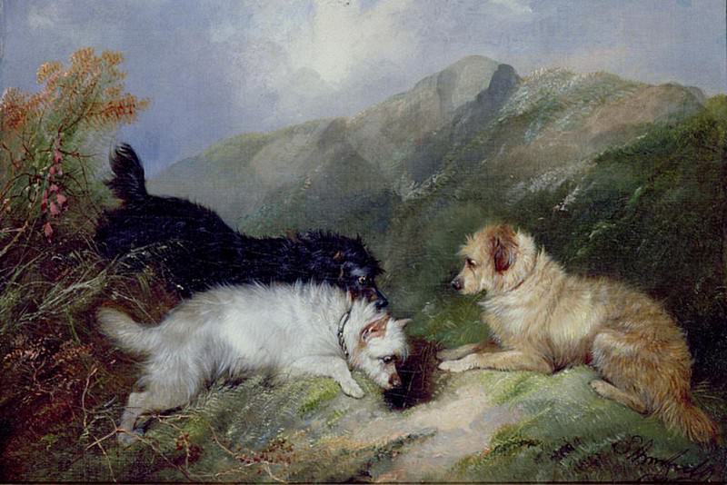 Terriers Rabbiting. George Armfield