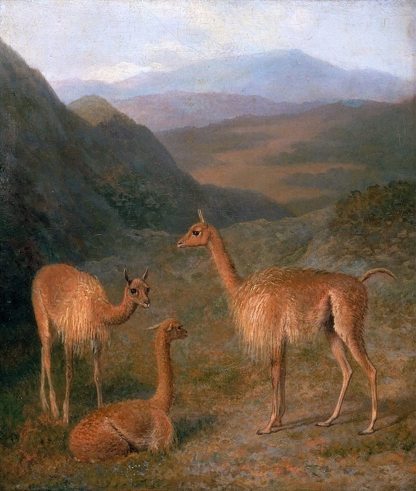Vicunas. Jacques-Laurent Agasse