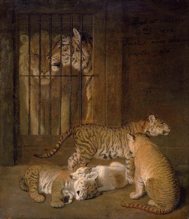 Группа детенышей, выведенных львом и тигрицей