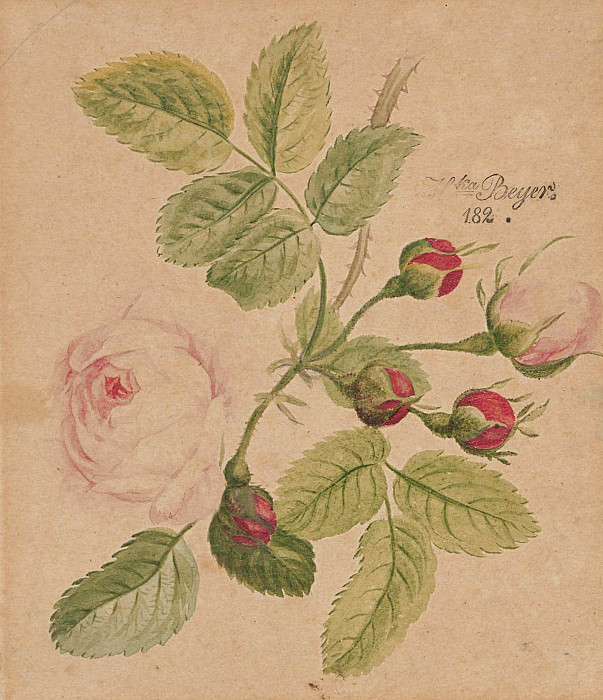 Rose twig – rosa centifolia. Henryka Beyer