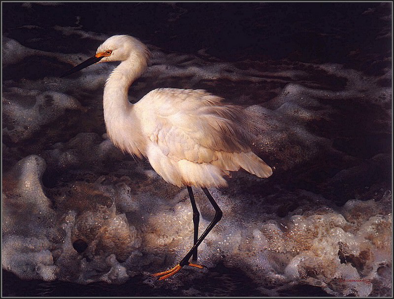 Island Shores Snowy Egret. Carl Benders