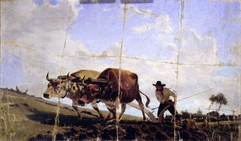 Oxen yoked to the plow. Stefano Bruzzi