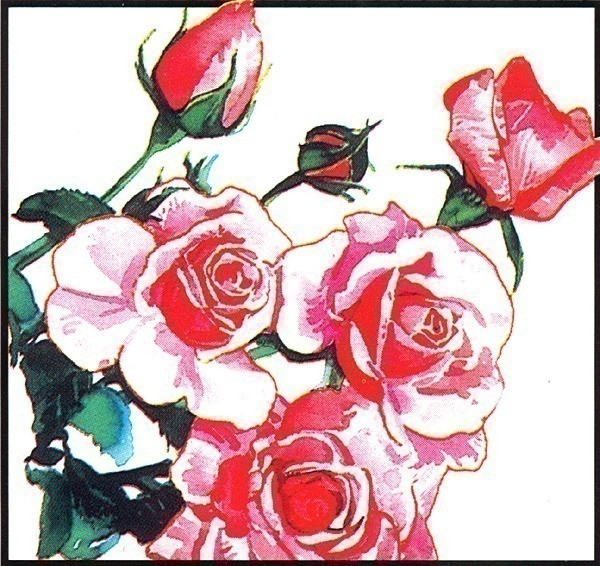 IS6 030 John Buxton 01 (Roses). John Buxton