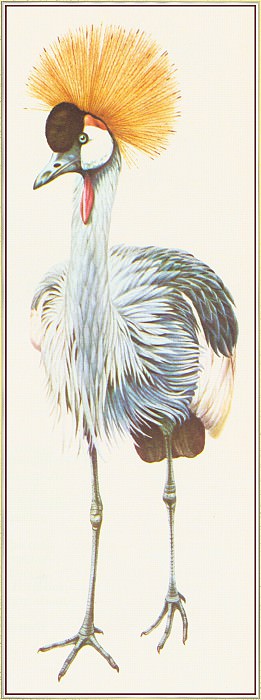 Crowned Crane. Peter Barrett