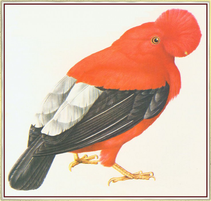 Peruvian Cock of the Rock. Peter Barrett
