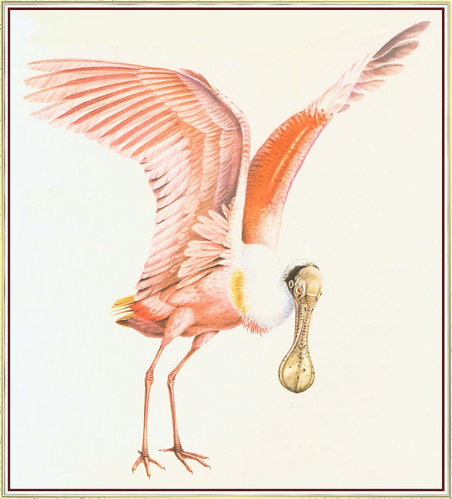 Roseate Spoonbill. Peter Barrett