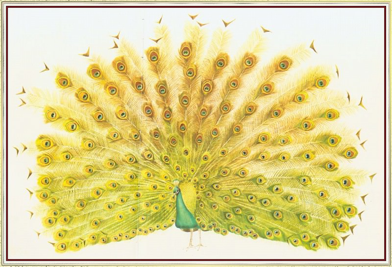 Peacock. Peter Barrett