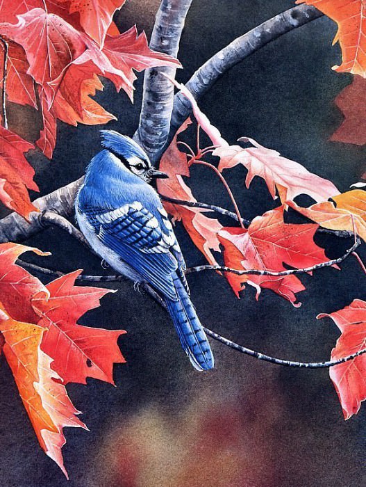 Shades of Autumn - Bluejay. Susan Bourdet