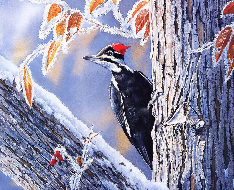Pileated Woodpecker. Susan Bourdet