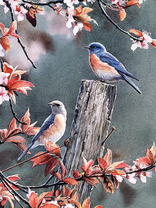 Мелкие певчие птицы с синей спинкой и цветы на сливовом дереве. Сюзан Бурде