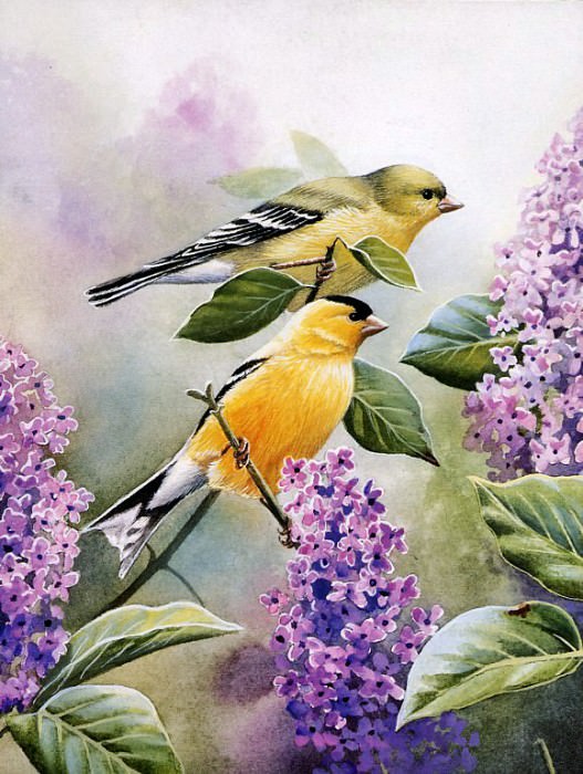 Goldfinch and Lilacs. Susan Bourdet
