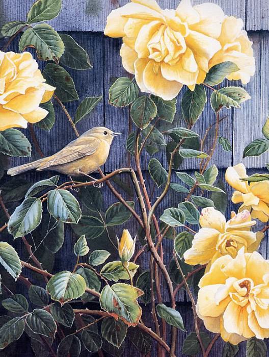 Yellow Roses - Yellow Warbler. Susan Bourdet