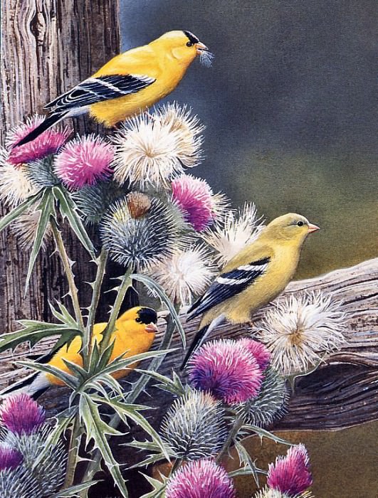 Goldfinches and Bullthistle. Susan Bourdet