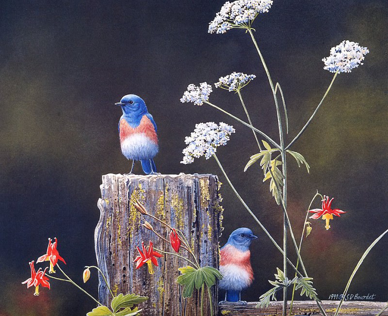 Мелкие певчие птицы с голубой спинкой. Сюзан Бурде