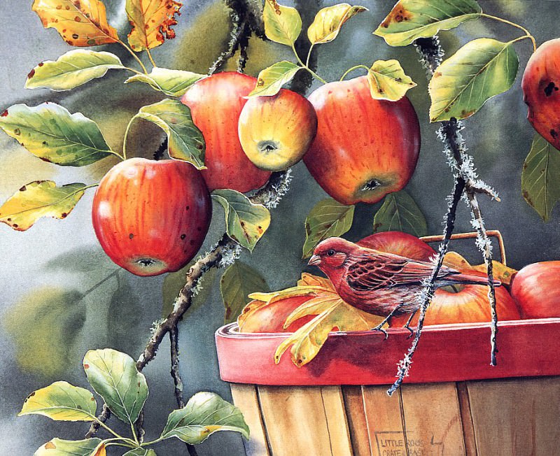 Fall Apple Harvest - Purple Finch. Susan Bourdet