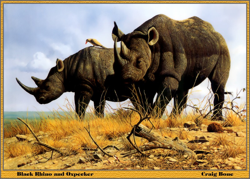 Черный носорог и птица, выклёвывающая паразитов из его шкуры. Крейг Джон Боун