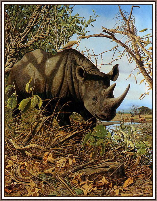 Plight Of The Black Rhino. Craig John Bone