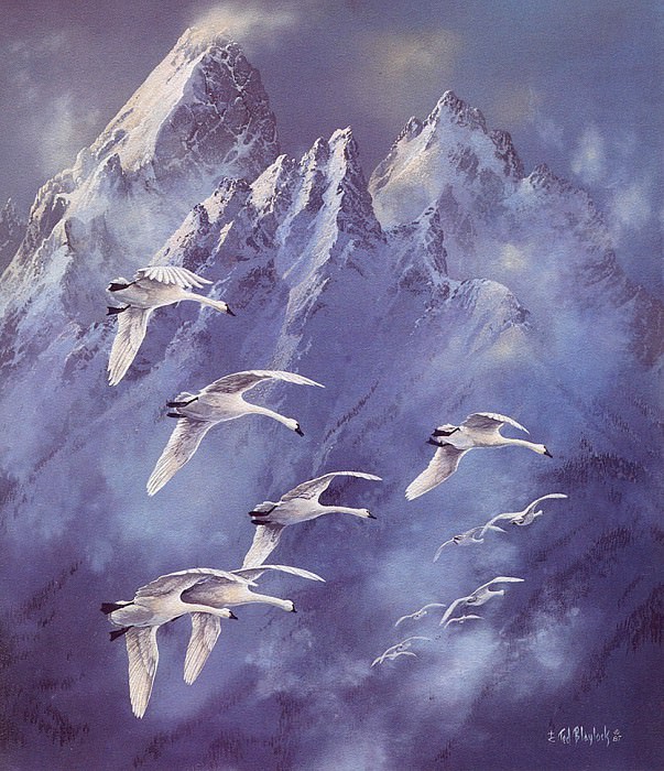 Лебеди, летящие у скалистого горного гребня. Тед Блейлок
