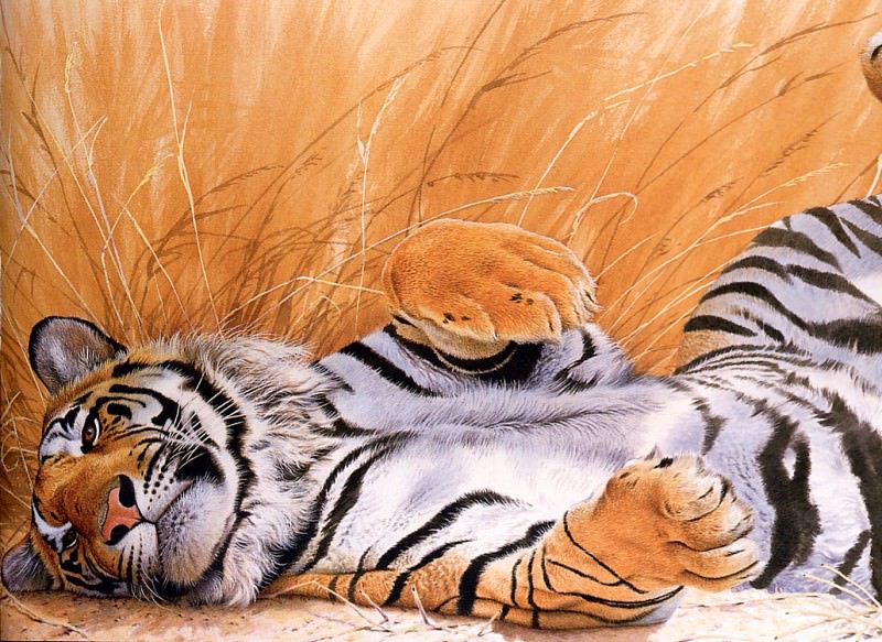 Тигр, перекатывающийся с боку на бок. Тревор Бойер