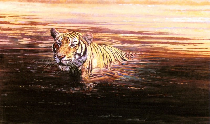 Indian Summer A Tiger. Dharbinder Singh Bamrah