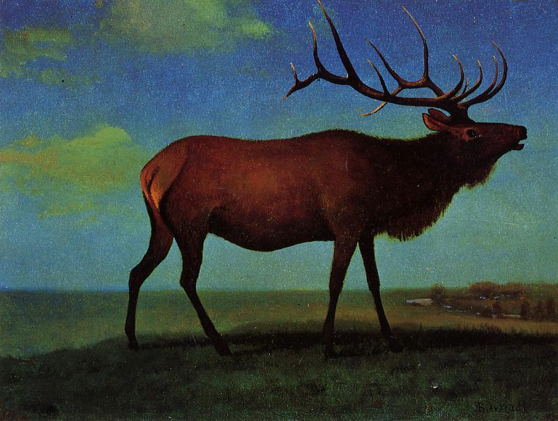 Elk. Albert REDIRECT: Bierstadt