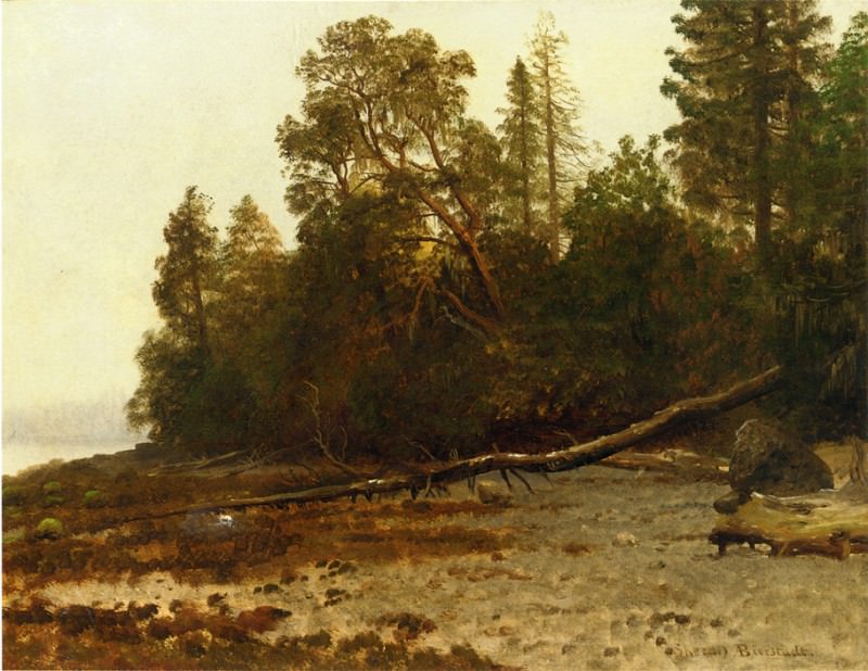 The Fallen Tree. Albert Bierstadt