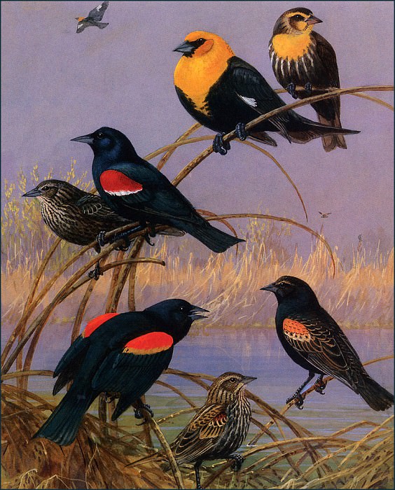 Blackbirds And Orioles. Allan Brooks