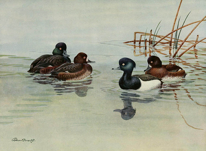 Новозеландская морская чернеть, хохлатая чернеть. Аллан Брукс