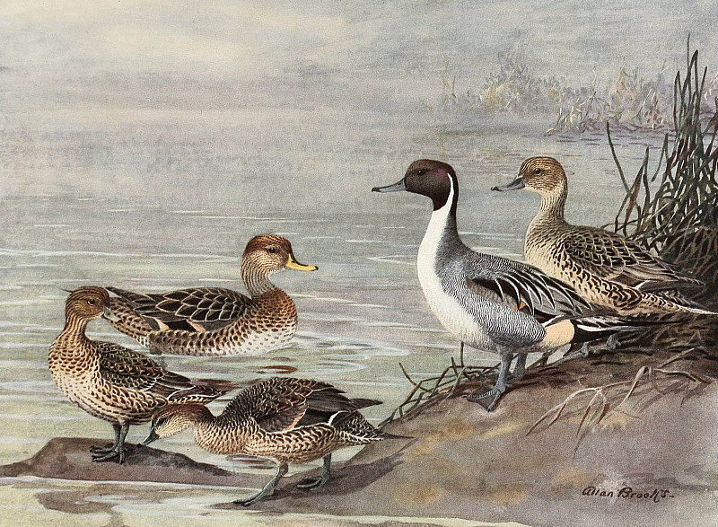Pintail, Chilian Pintail, Eaton’s Pintail. Allan Brooks
