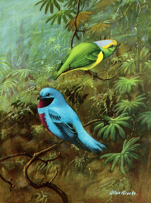 Costa Rican tanager and lovely cotinga. Allan Brooks