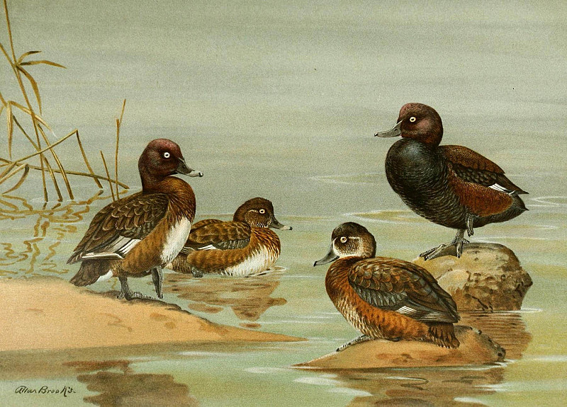Australian White-Eyed Duck, Southern Pochard. Allan Brooks