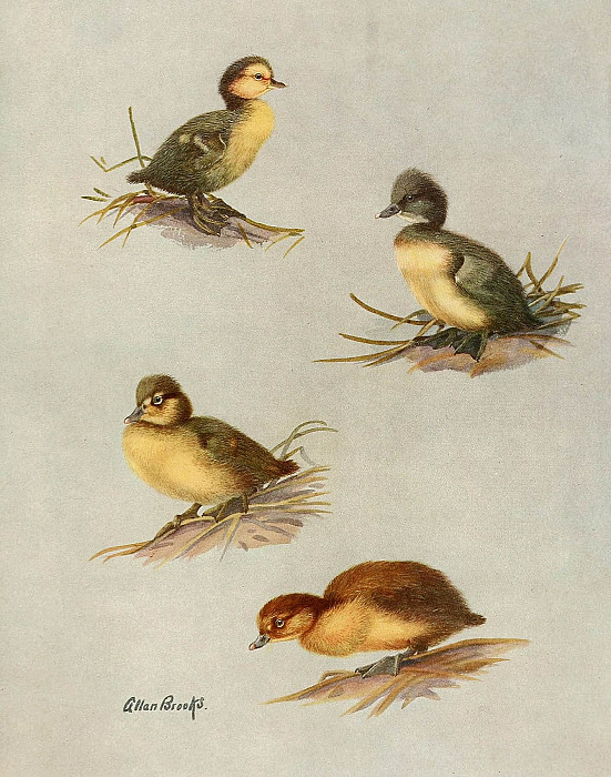 Downy Young Of White-Eyed Duck, Tufted Duck, Scaup Duck, Lesser Scaup Duck. Allan Brooks
