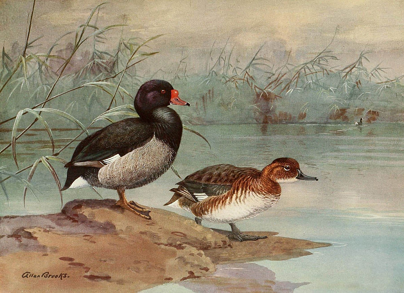Rosy-Billed Duck. Allan Brooks
