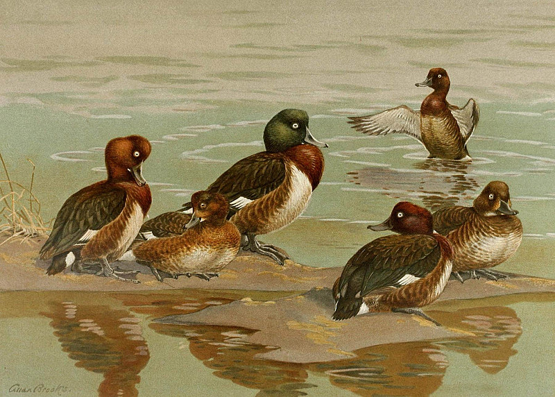 White-Eyed Duck,Baer’s Pochard,Madagascan White-Eyed Duck. Allan Brooks