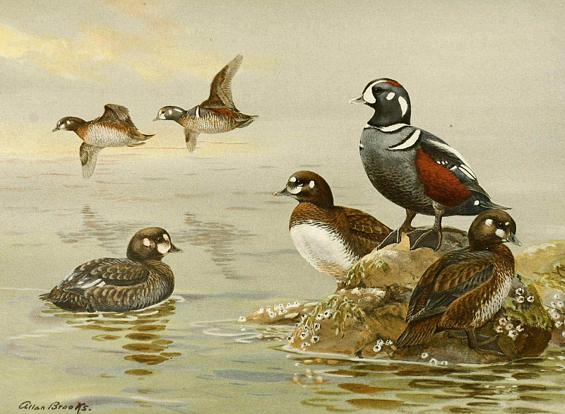 Harlequin Duck. Allan Brooks