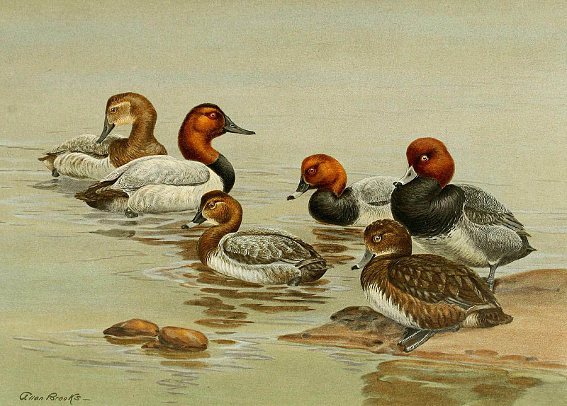 Common Pochard. Allan Brooks