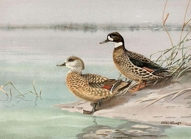 Crested Duck, Bronze-Winged Duck. Allan Brooks