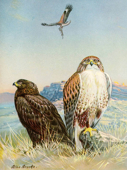 Ferruginous rough-legged hawk. Allan Brooks