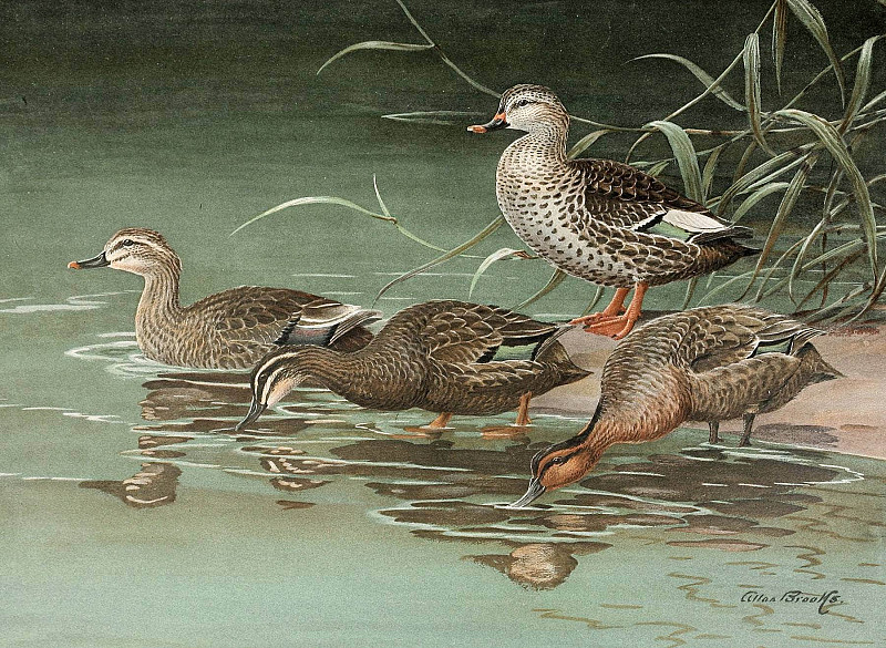 Indian Spot-Bill, Eastern Spot-Billed Duck. Allan Brooks