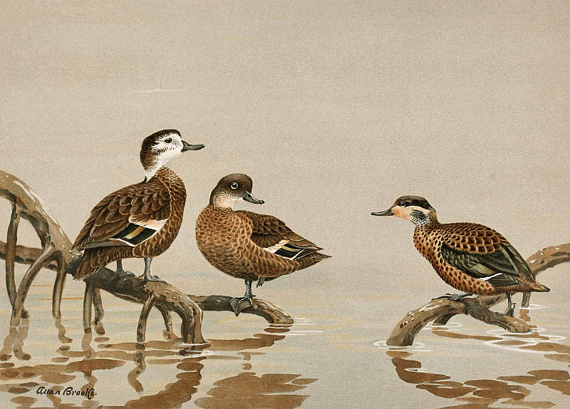 Andaman Teal, Hottentot Teal. Allan Brooks