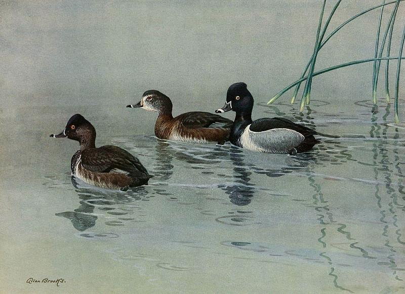 Ring-Necked Duck. Allan Brooks