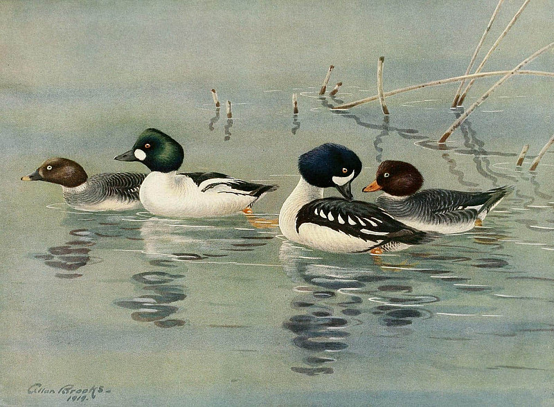 Golden-Eye, Barrow’s Golden-Eye. Allan Brooks
