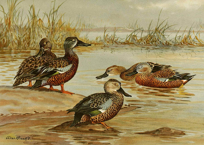 Australian Shoveller, South African Shoveller, Red Shoveller. Allan Brooks
